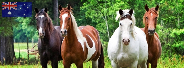 Horse Practitioner Accreditation Day- Aust QLD- Gold Coast - 13 Jan 2023