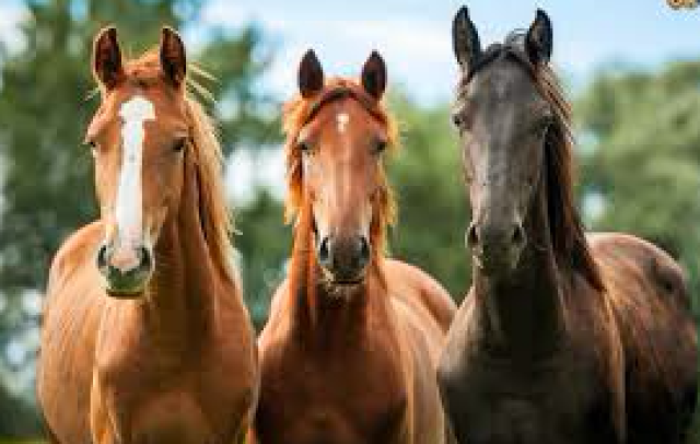 Horse Practitioner 2 (EPH2) Aust - VIC- Macclesfield- 10th & 11th December 2022
