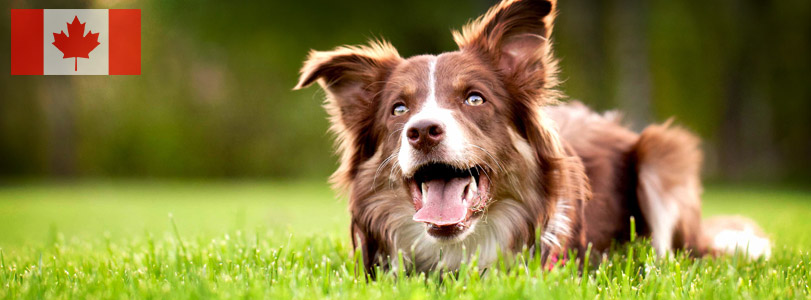Dog Courses Dog Courses