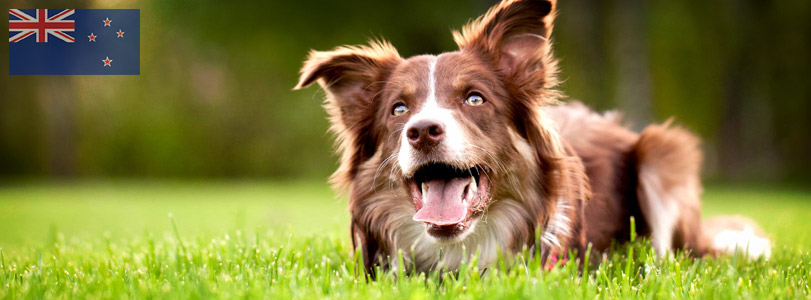 Dog Courses Dog Courses