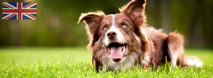 Dog Courses Dog Courses
