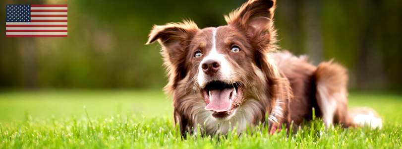 Dog Courses Dog Courses