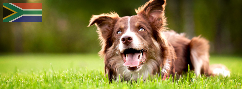 Dog Courses Dog Courses