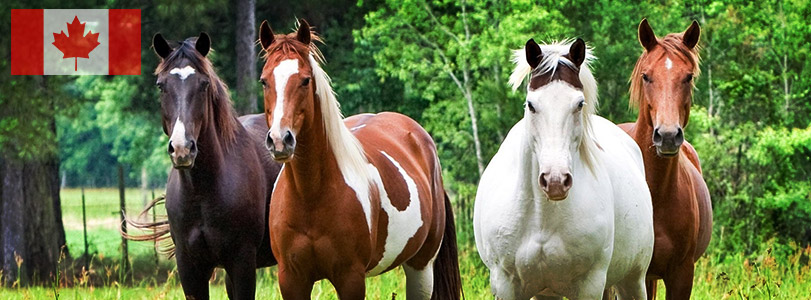 Horse Courses Horse Courses
