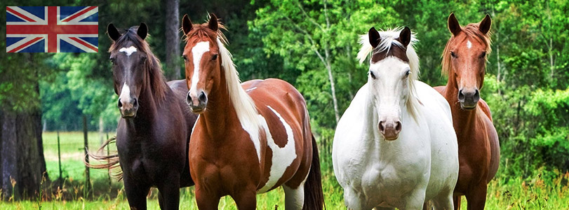 Horse Courses Horse Courses