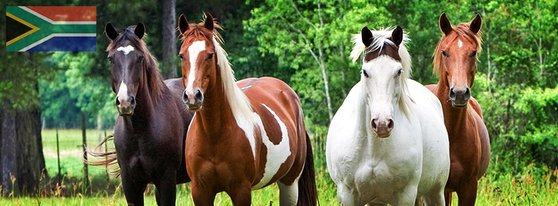 Horse Courses Horse Courses